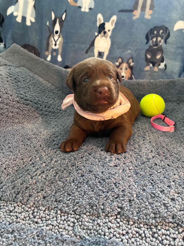 Labrador Retriever Puppies media 4