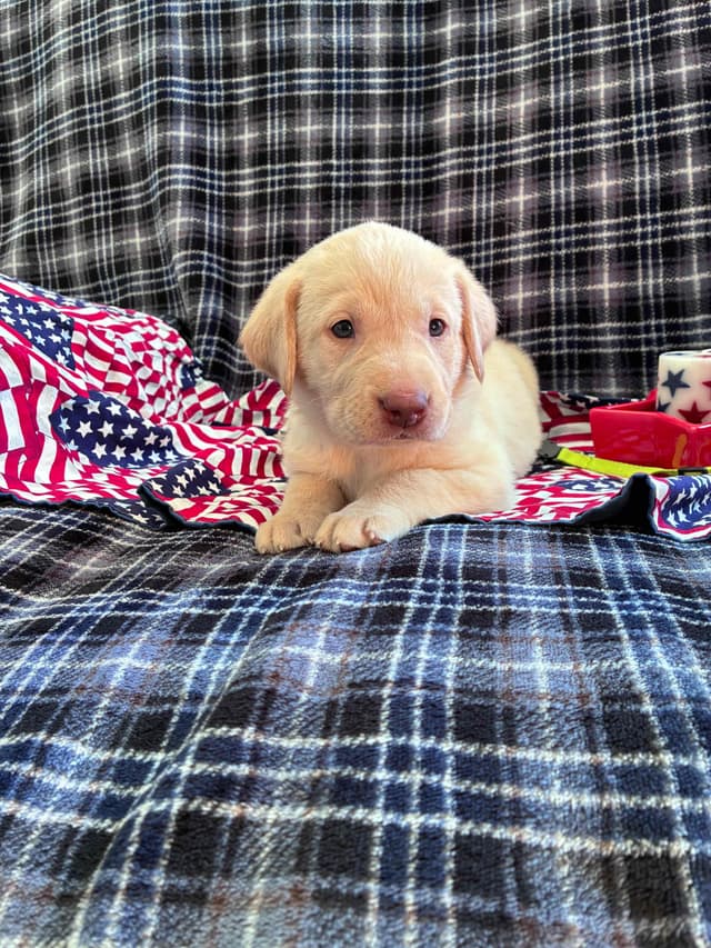 Labrador Retriever Puppies media 3