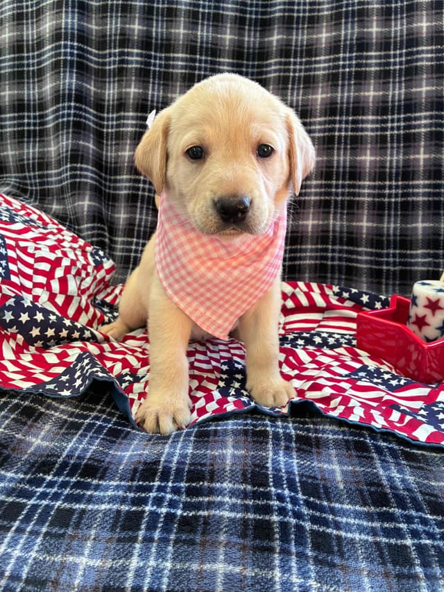 Labrador Retriever Puppies media 4