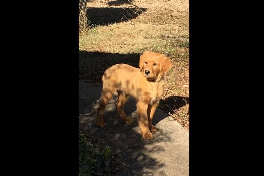 Golden Retriever Puppies breeder image 2