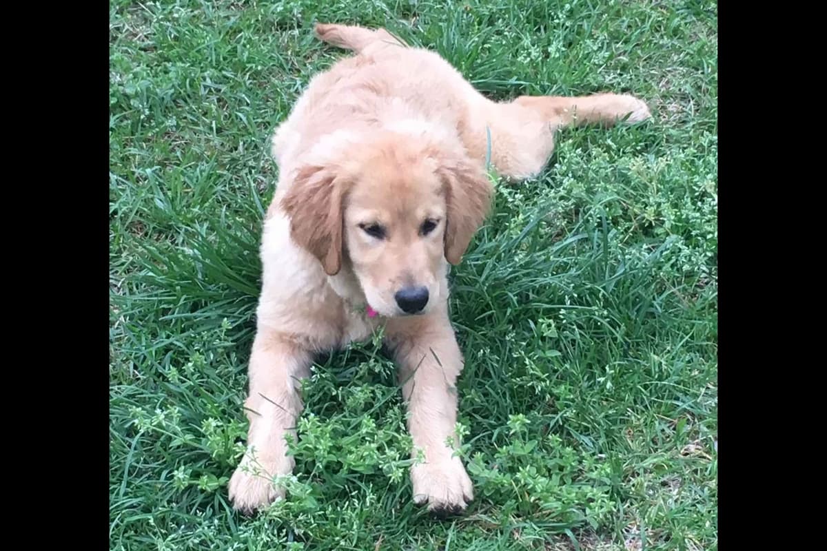Golden Retriever Puppies breeder image 3