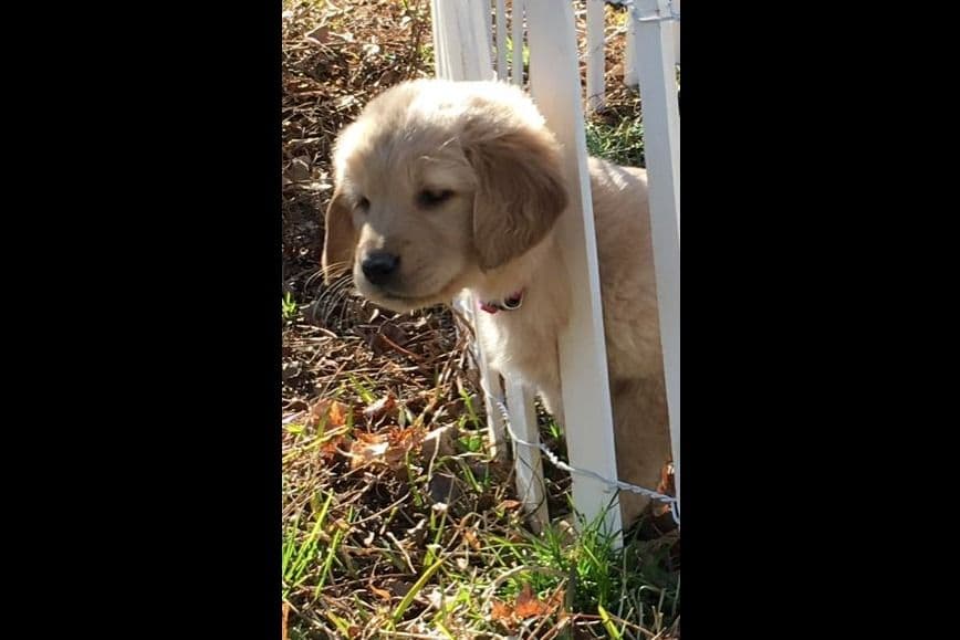 Golden Retriever Puppies breeder image 5