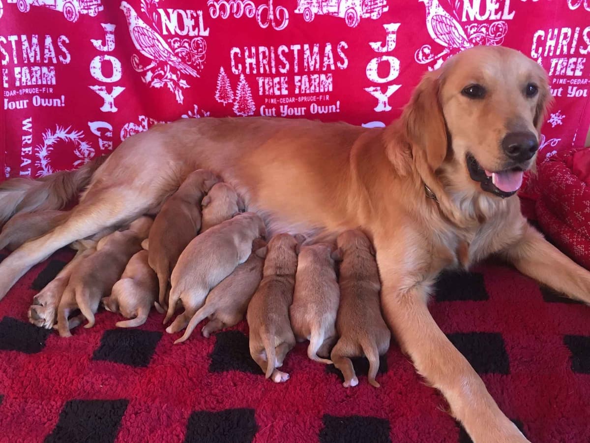 Golden Retriever Puppies breeder image 8