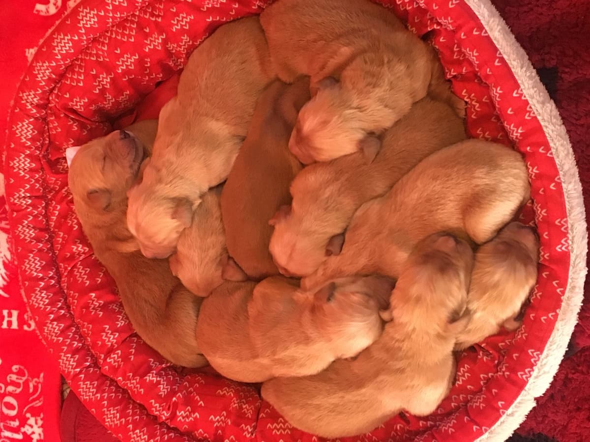 Golden Retriever Puppies breeder image 7