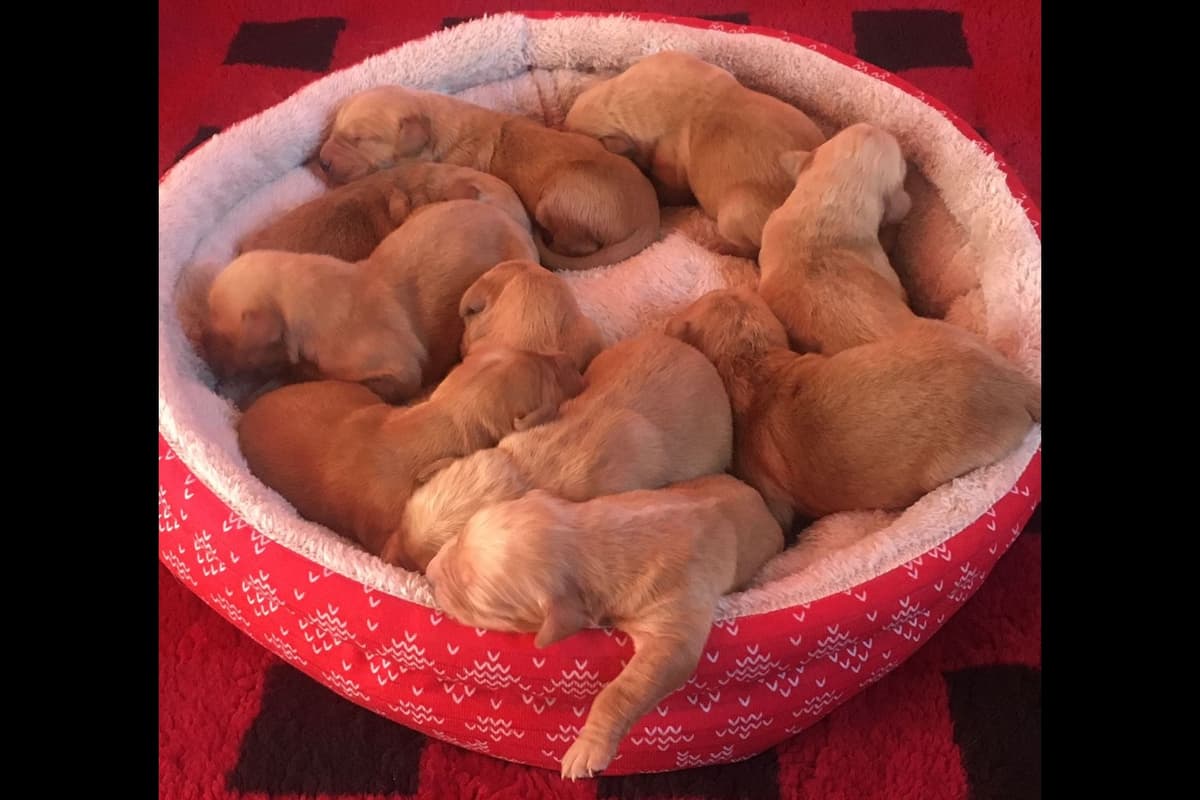 Golden Retriever Puppies breeder image 9