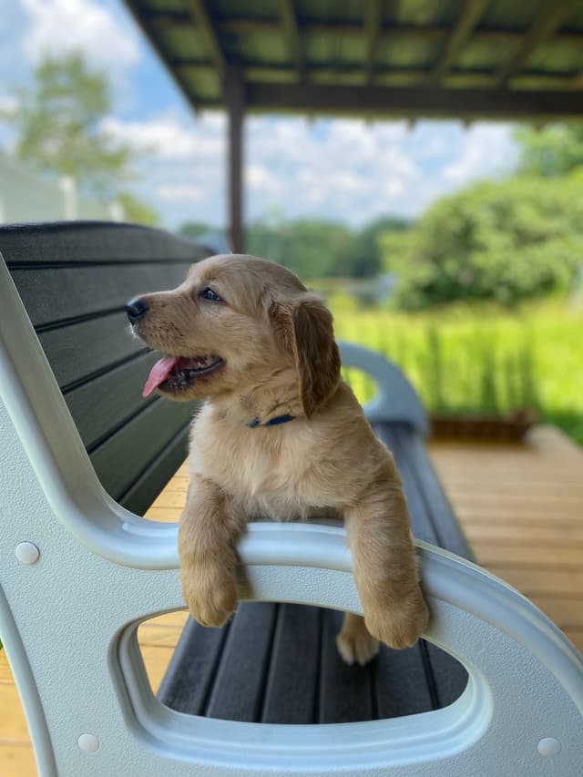 Golden Retriever Puppies media 2