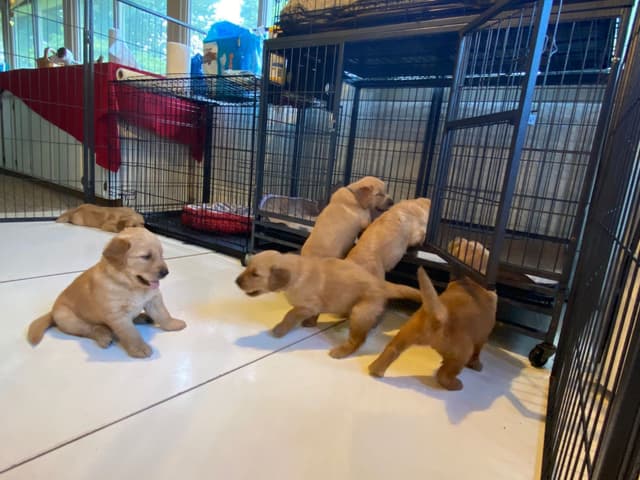 Golden Retriever Puppies media 5