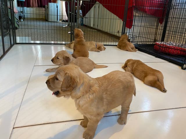 Golden Retriever Puppies media 7