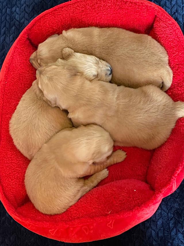 Golden Retriever Puppies media 12