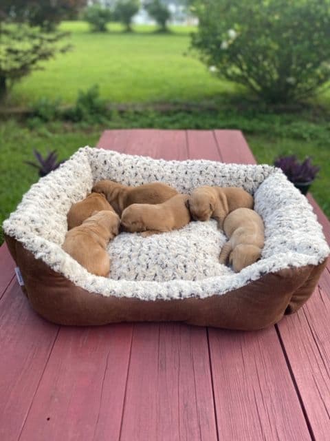 Golden Retriever Puppies media 14