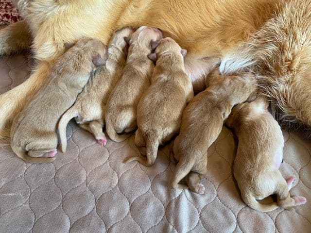 Golden Retriever Puppies media 15