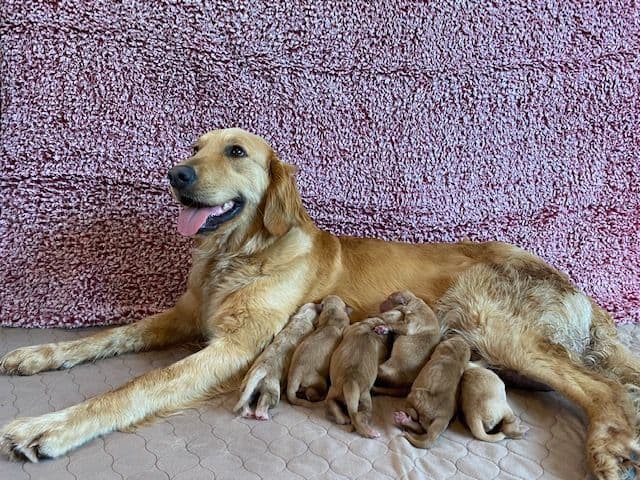 Golden Retriever Puppies media 16
