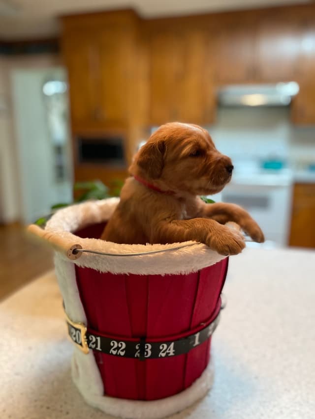 Golden Retriever Puppies media 17