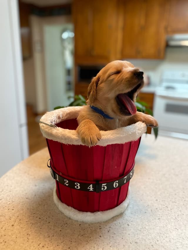 Golden Retriever Puppies media 19