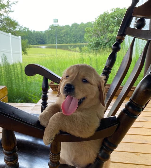 Golden Retriever Puppies media 18