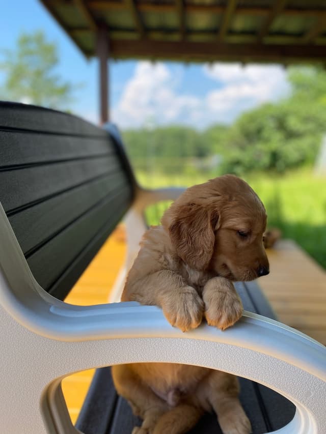 Golden Retriever Puppies media 20