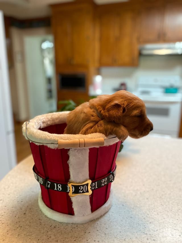 Golden Retriever Puppies media 22