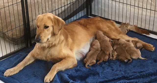 Golden Retriever Puppies media 23