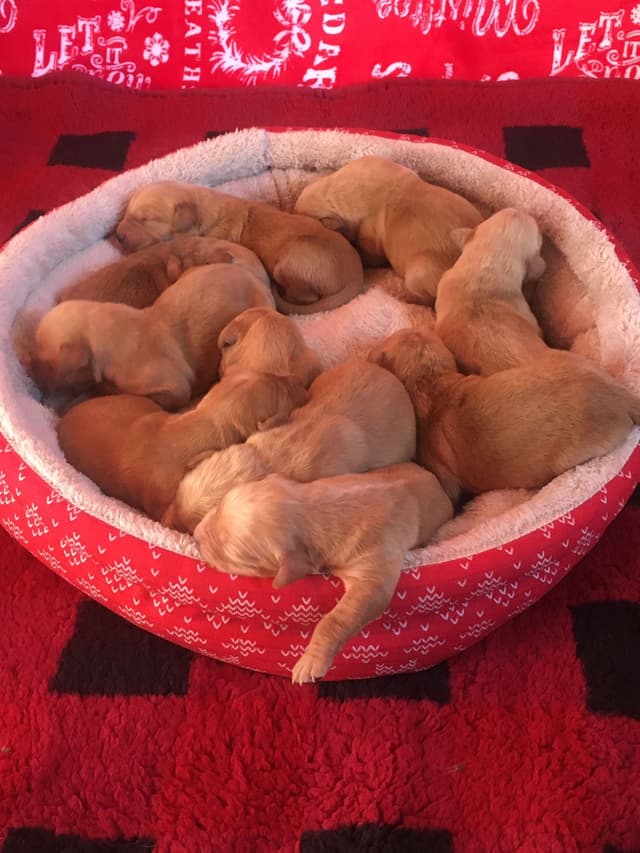 Golden Retriever Puppies media 27