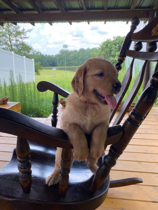 Golden Retriever Puppies media 24