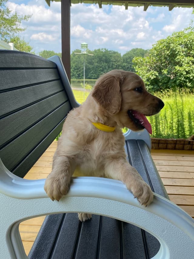Golden Retriever Puppies media 28
