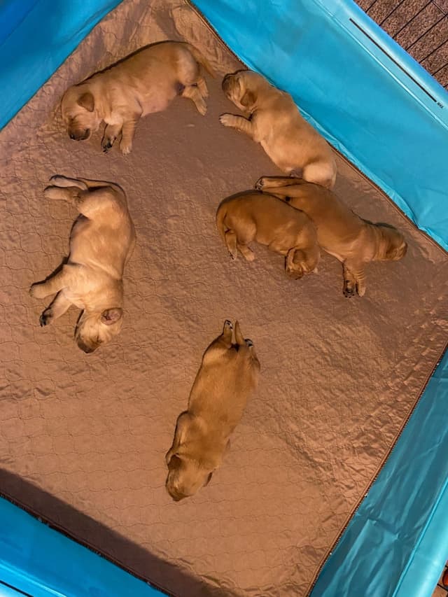 Golden Retriever Puppies media 29