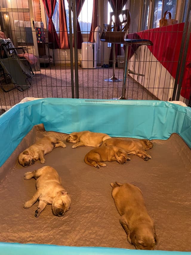 Golden Retriever Puppies media 30