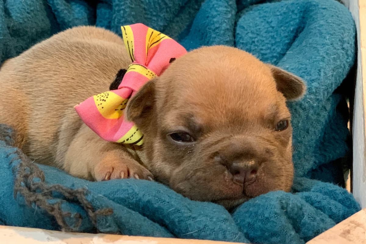 French Bulldog Puppies breeder image 1