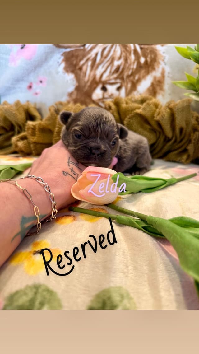 French Bulldog Puppies media 3