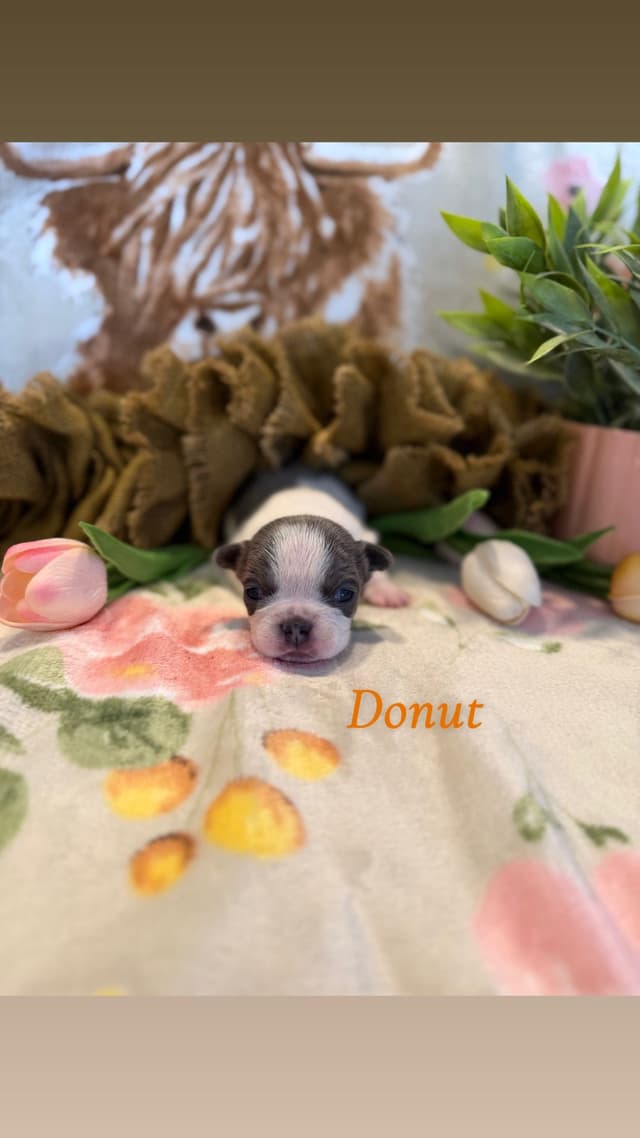 French Bulldog Puppies media 5