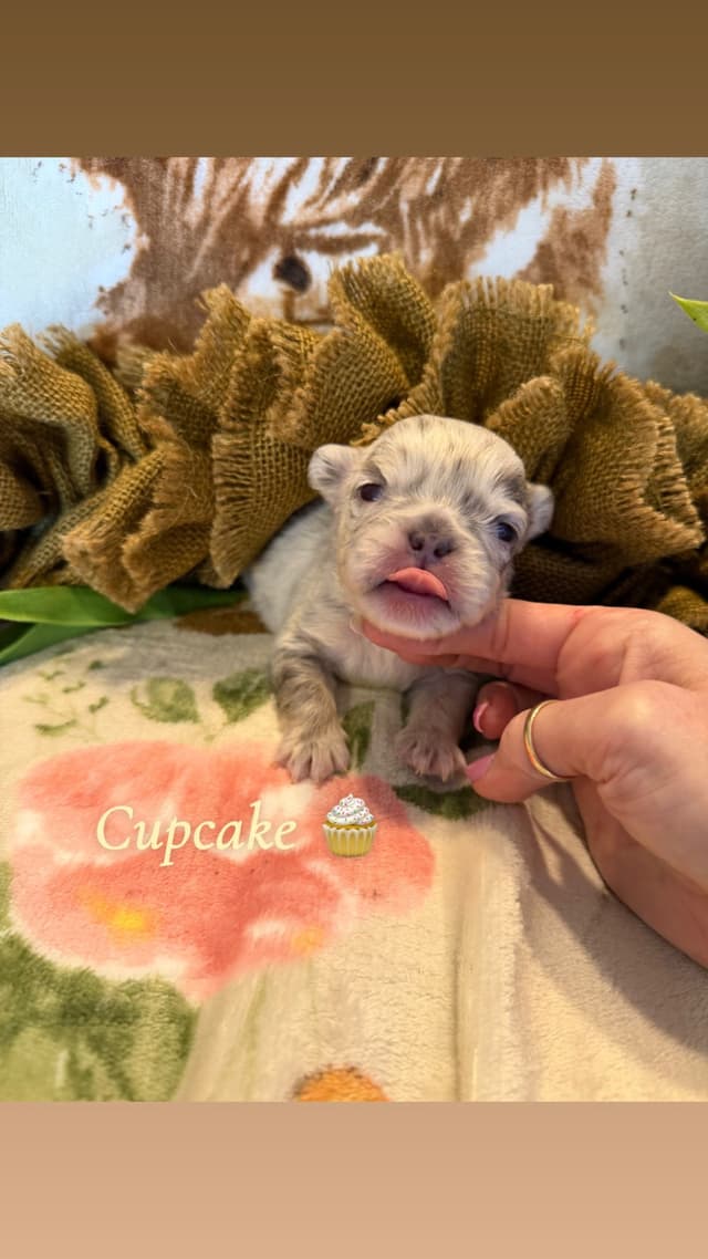 French Bulldog Puppies media 6