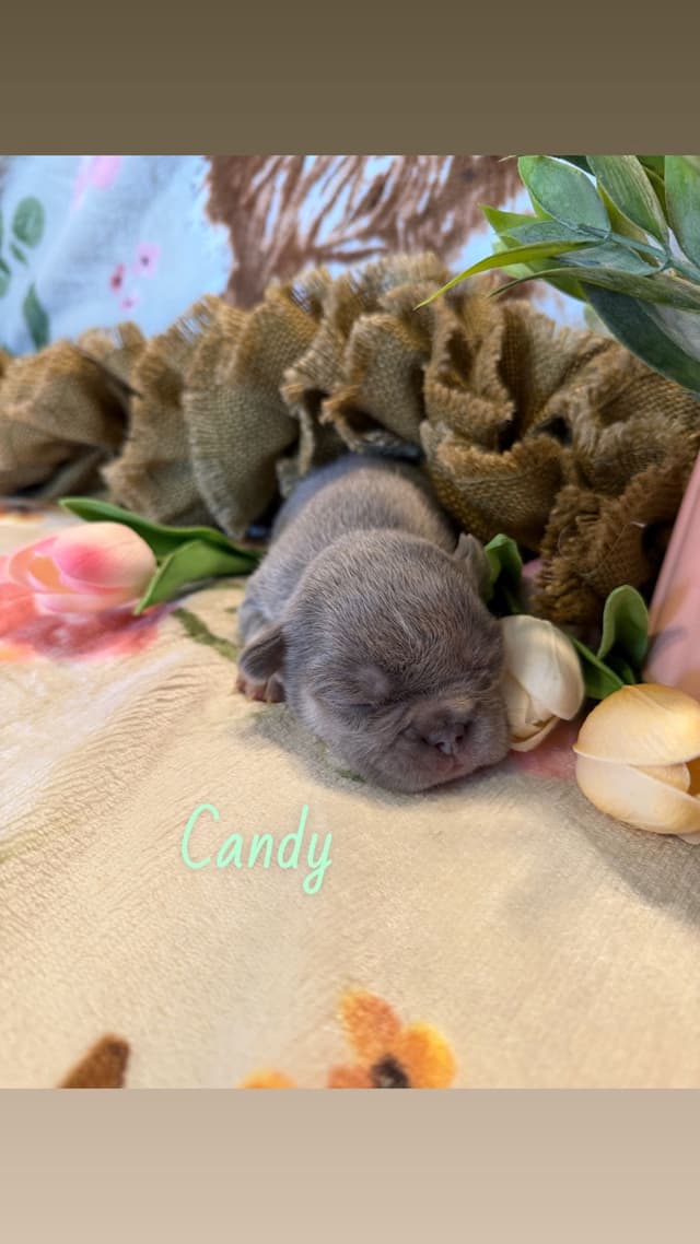 French Bulldog Puppies media 7