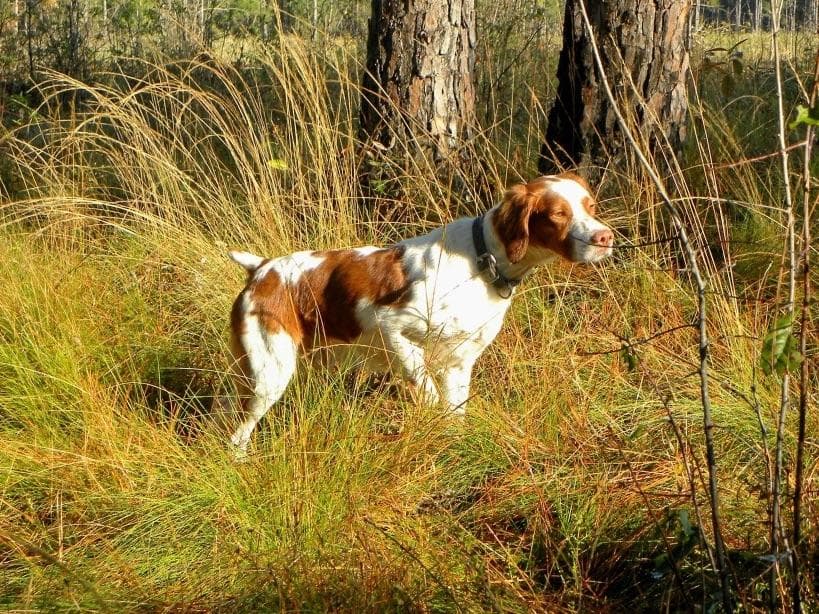 Brittany Puppies breeder image 1