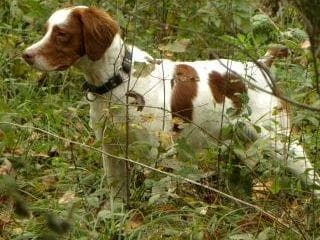Brittany Puppies breeder image 2