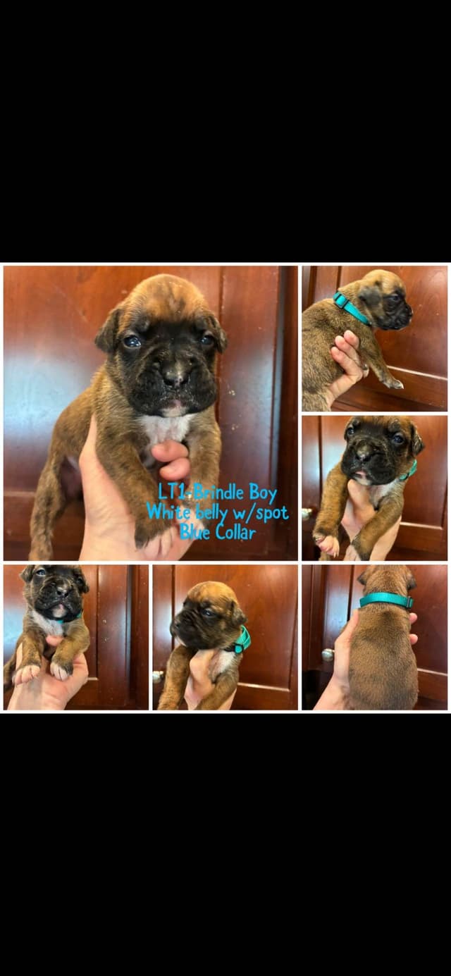 Boxer Puppies media 2