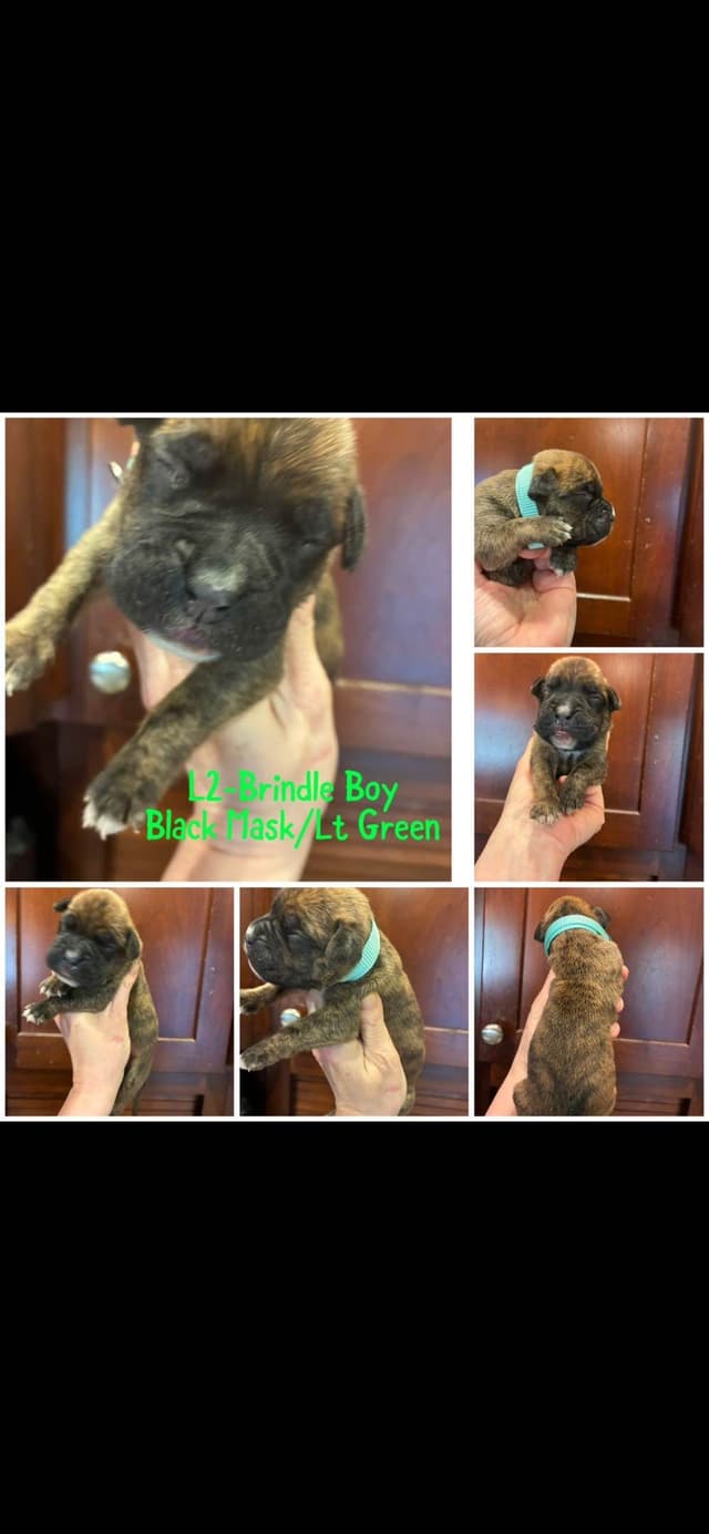 Boxer Puppies media 3