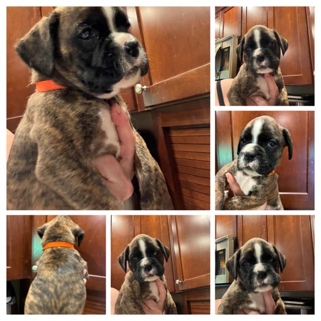 Boxer Puppies media 4