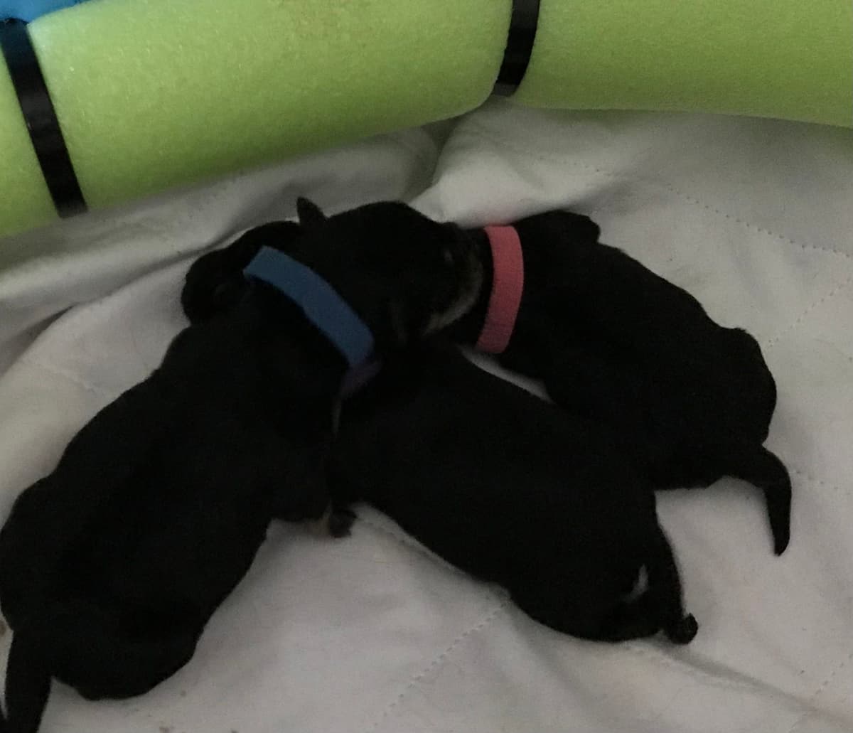 Miniature Schnauzer Puppies breeder image 2