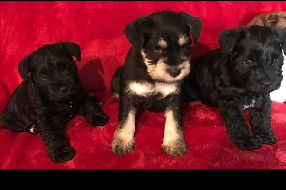 Miniature Schnauzer Puppies breeder image 1