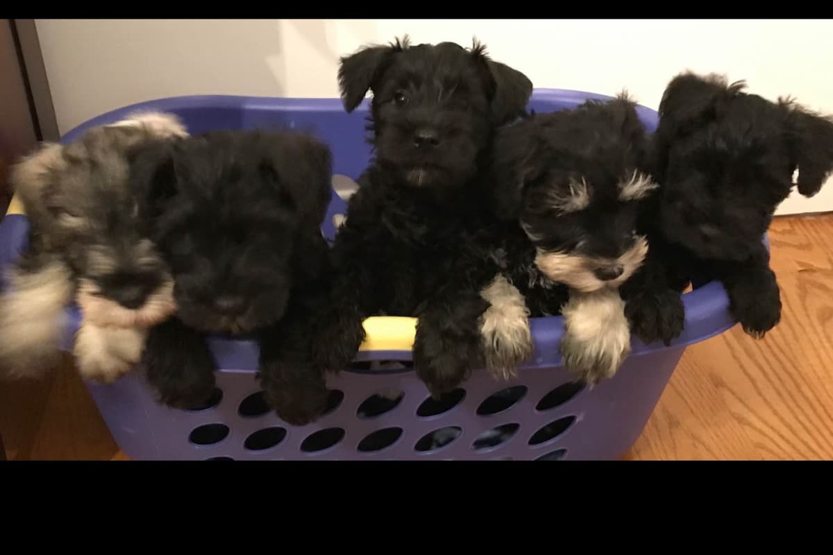 Miniature Schnauzer Puppies breeder image 3