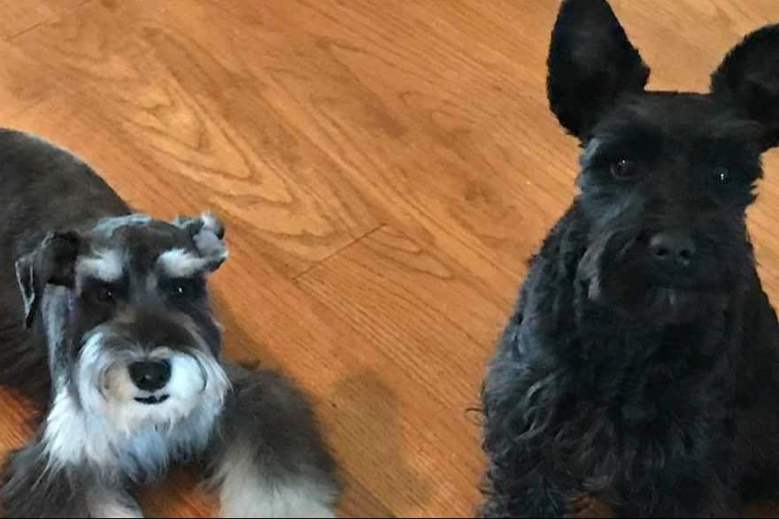 Miniature Schnauzer Puppies breeder image 4
