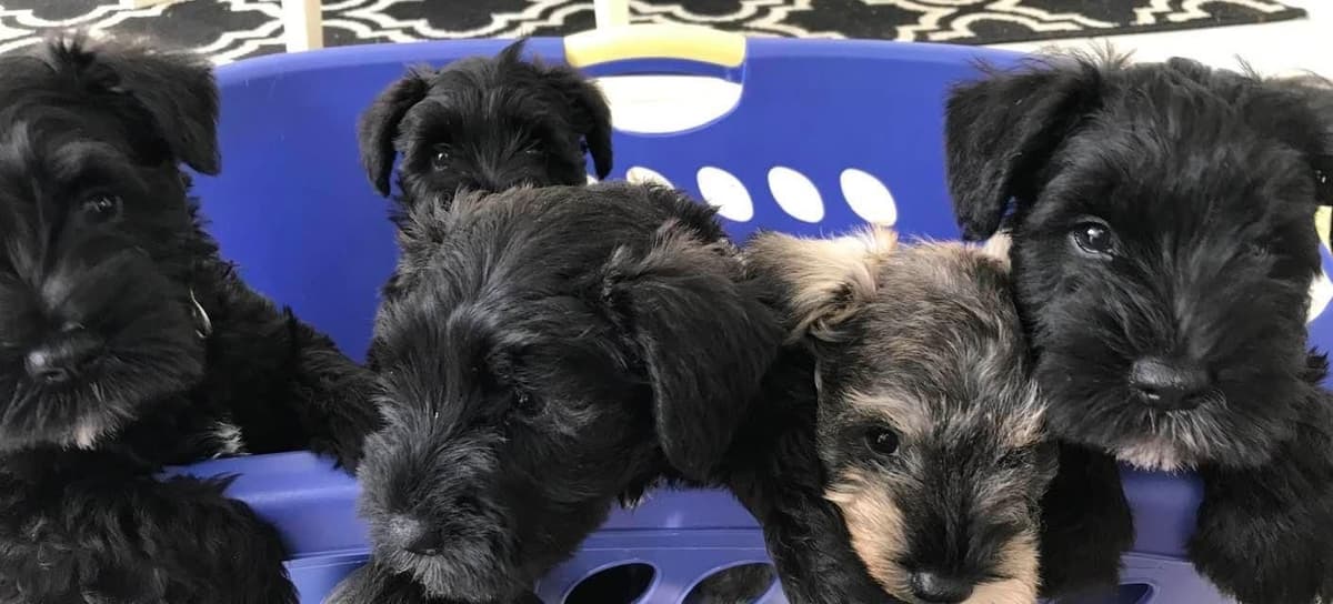Miniature Schnauzer Puppies breeder image 5