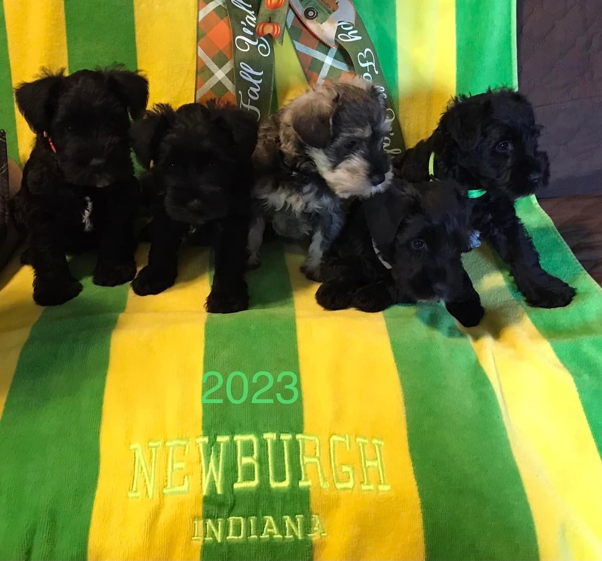 Miniature Schnauzer Puppies breeder image 6