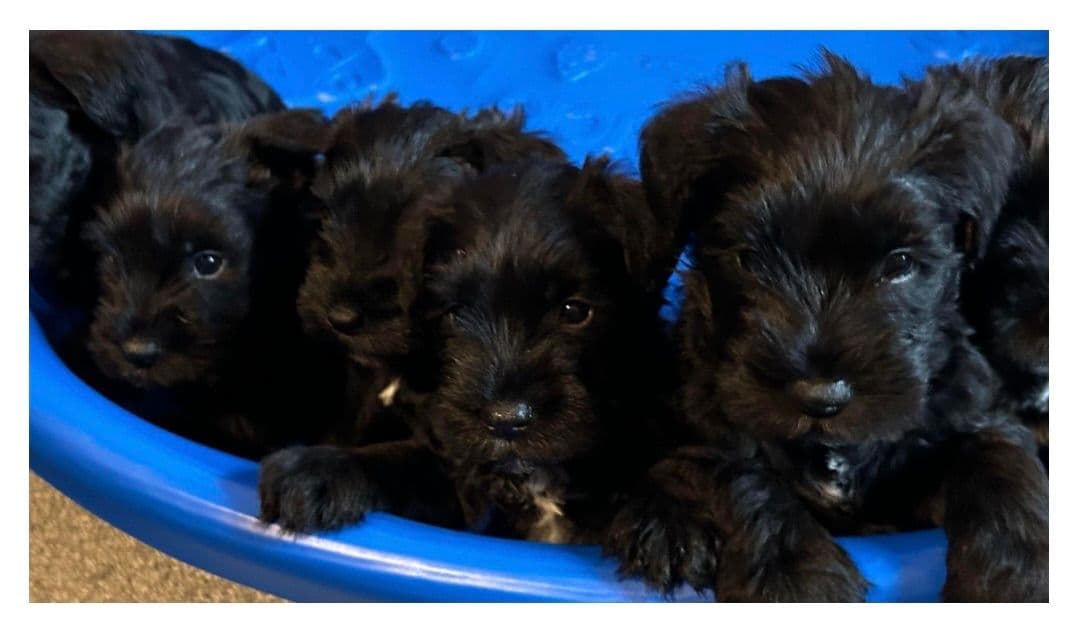 Miniature Schnauzer Puppies breeder image 7