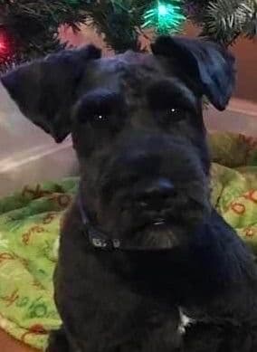 Miniature Schnauzer Puppies breeder image 9