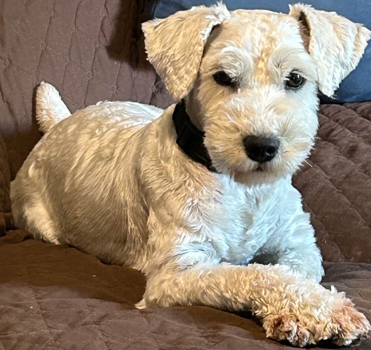 Miniature Schnauzer Puppies breeder image 10