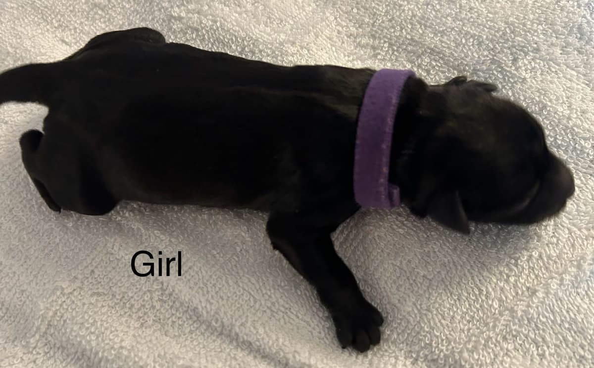 Miniature Schnauzer Puppies breeder image 12