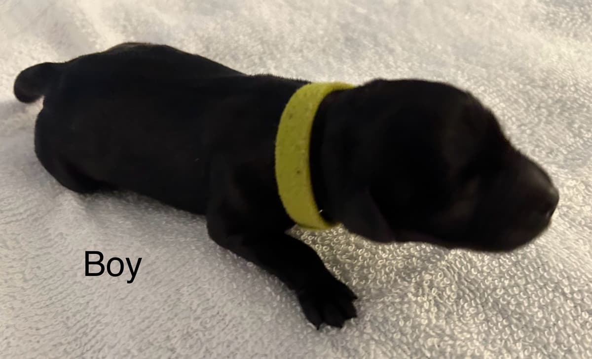 Miniature Schnauzer Puppies breeder image 14
