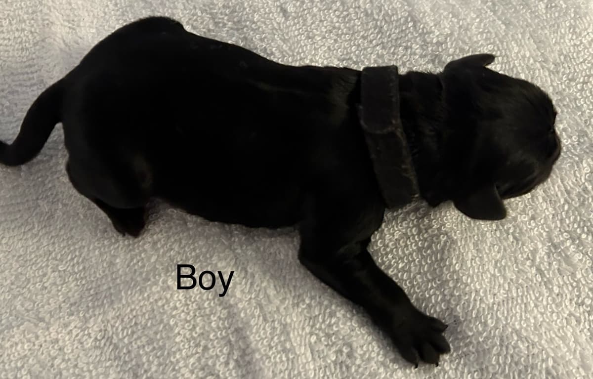 Miniature Schnauzer Puppies breeder image 16