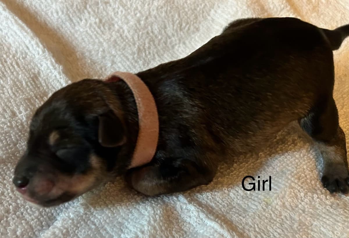 Miniature Schnauzer Puppies breeder image 17